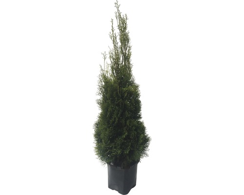 Thuya cultivé en pot