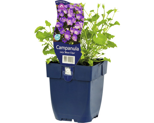 Campanule naine FloraSelf Campanula carpatica 'Blaue Clips' h 5-20 cm Co 0,5 l