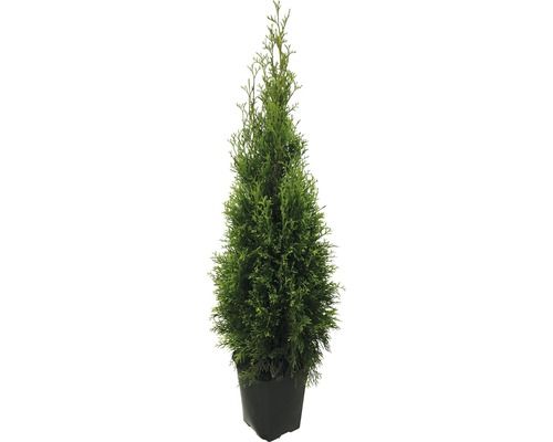 Thuja FloraSelf® Thuja Smaragd 125-150 cm
