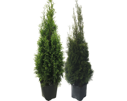 Deux plantes de thuya en pot