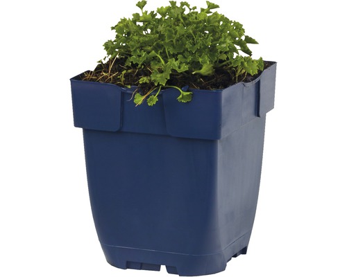 Blumentopf mit Pflanze