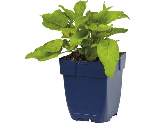 Jeune plante en pot