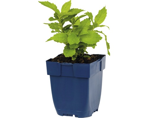 Plante en pot