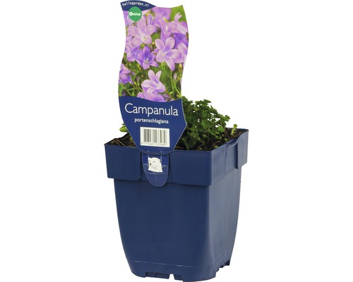 Glockenblume FloraSelf Campanula poscharskyana 'Catharina' H 5-15 cm Co 0,5 L