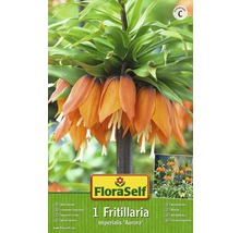 Bulbes FloraSelf couronne impériale 'Aurora' orange 1 pce-thumb-1