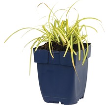 Graminées ornementales en pot