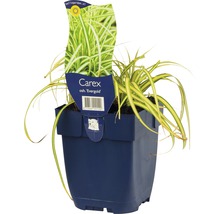 Carex ''Evergold'' graminée ornementale en pot