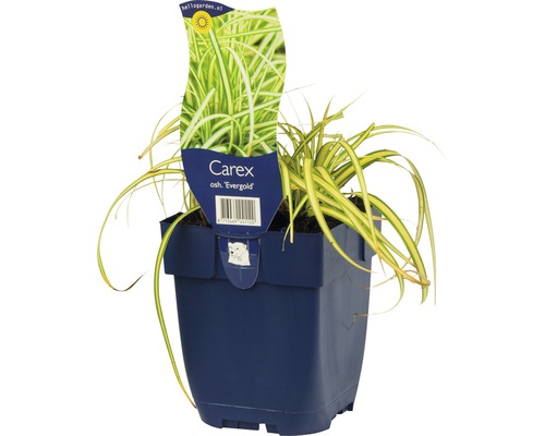Carex ''Evergold'' Ziergras im Topf