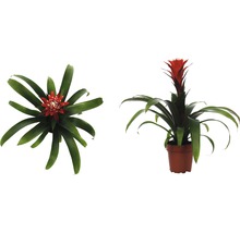 Broméliacée plante d''intérieur en pot, deux vues