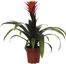 Bromélia plante d''intérieur en pot