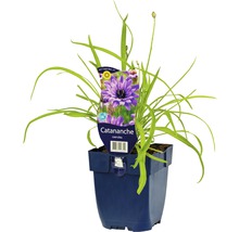 Catananche caerulea en pot