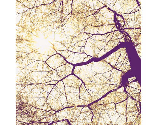 Papier peint panoramique intissé V5-752 Sunshine 5 pces 250 x 250 cm Vue de la cime d''un arbre avec des branches et des feuilles sur le ciel