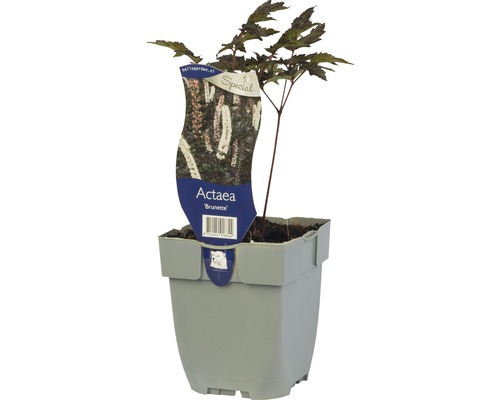 Oktober Silberkerze FloraSelf Cimicifuga (Actaea) 'Brunette' H 5-30 cm Co 0,5 L Actaea Brunette in einem grauen Topf