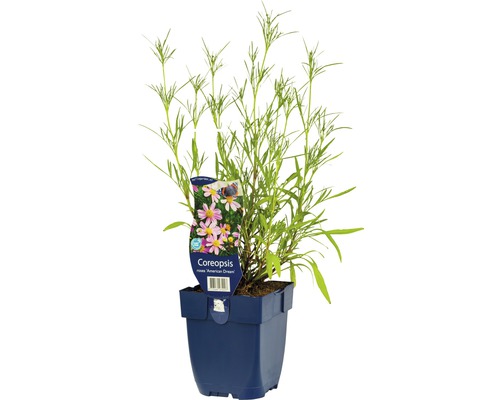 Œil de jeune fille FloraSelf Coreopsis rosea 'American Dream' h 5-20 cm Co 0,5 l Coreopsis American Dream en pot