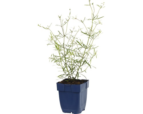 Aufrechte Studentenblume in einem Topf.