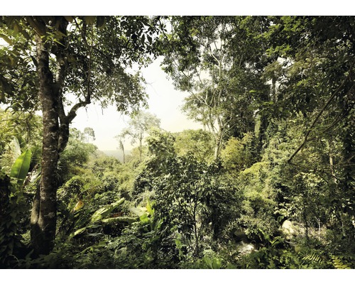 Papier peint panoramique intissé V7-751 Jungle 7 pces 350 x 250 cm Forêt dense avec arbres et végétation luxuriante