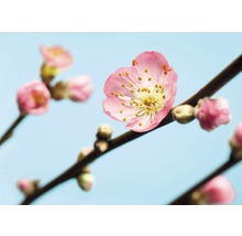 Nahaufnahme einer rosafarbenen Kirschblüte an einem Ast