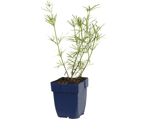 Souchet dans un pot