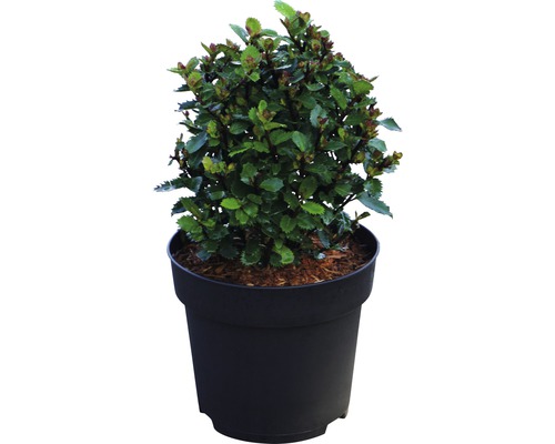 Im Topf wachsender Zwergstrauch mit grünen Blättern.