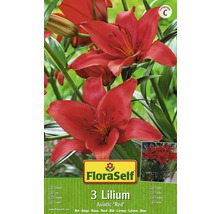 Bulbes FloraSelf lys 'Asiatic Red' rouge 3 pces-thumb-1
