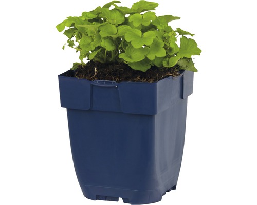 Géranium dans un pot de fleurs bleu