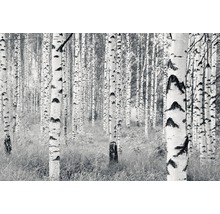 Photographie en noir et blanc d''une forêt de bouleaux avec de nombreux arbres