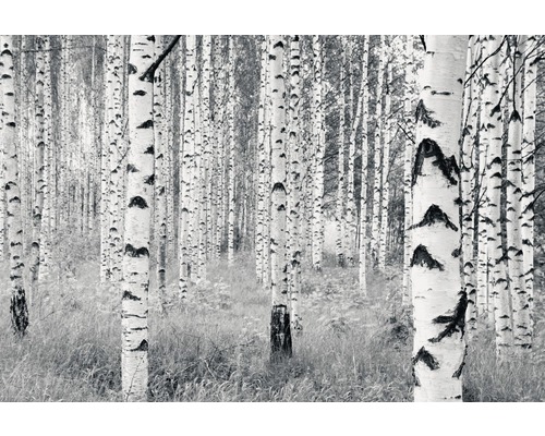 Papier peint panoramique intissé V8-724 Woods 8 pces 400 x 270 cm Photographie en noir et blanc d''une forêt de bouleaux avec de nombreux arbres