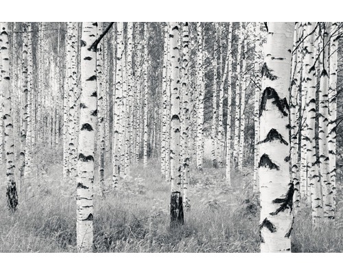 Fototapete Vlies V8-724 Woods 8-tlg. 400 x 270 cm