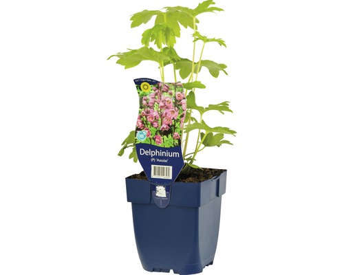 Pied d'alouette FloraSelf Delphinium-Cultivars 'Astolat' h 5-20 cm Co 0,5 l