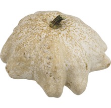 Courge patisson