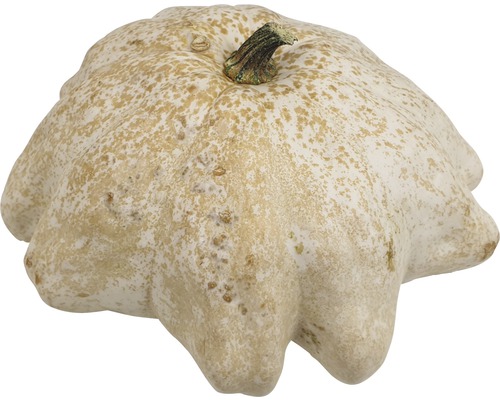 Courge patisson