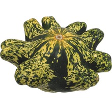 Courge décorative de coloration vert jaune