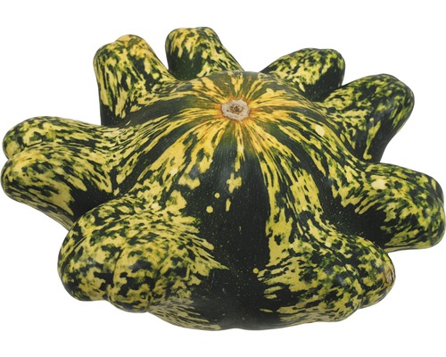 Courge décorative de coloration vert jaune