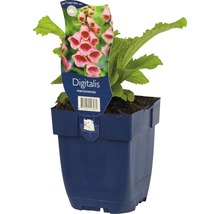 Fingerhut FloraSelf Digitalis mertonensis H 5-30 cm Co 0,5 L