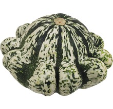 Courge pattypan avec motif