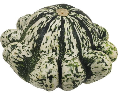 Courge pattypan avec motif