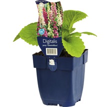 Gefüllter Fingerhut Digitalis purpurea in einem Topf