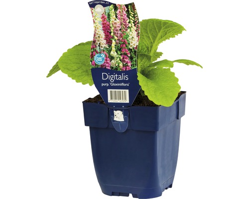 Digitale pourpre FloraSelf Digitalis purpurea 'Gloxiniiflora' h 5-30 cm Co 0,5 l Digitale pourpre Digitalis purpurea dans un pot