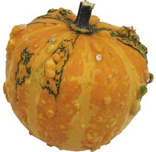 Courge décorative à surface bosselée