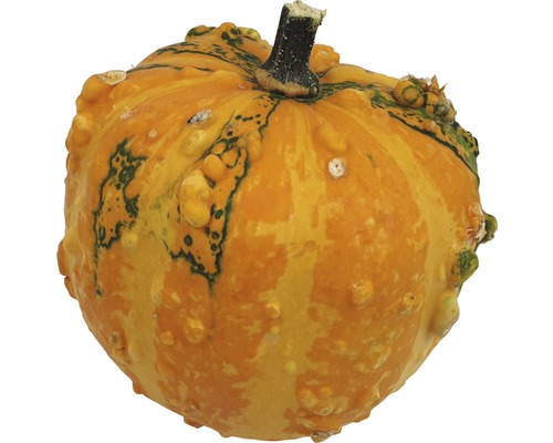Courge décorative à surface bosselée