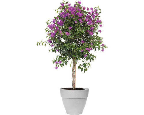 Bougainvillea-Busch mit lila Blüten in einem Pflanzgefäß