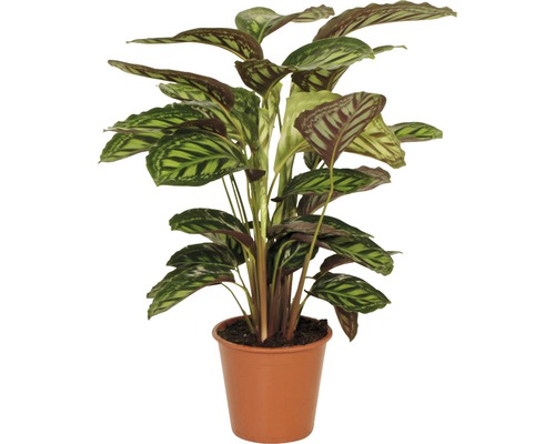 Korbmarante FloraSelf Calathea 'Flamestar' H 45-55 cm Ø 14 cm Topf