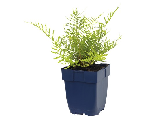 Zimmerpflanze Goldtüpfelfarn in einem Topf