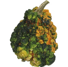 Courge décorative à surface irrégulière