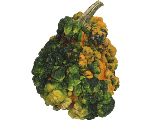 Courge décorative à surface irrégulière