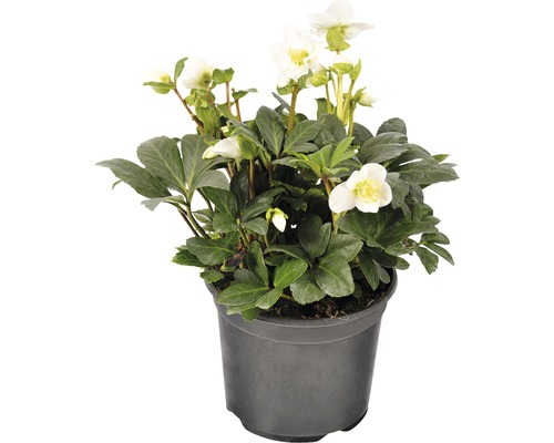 Hellébore FloraSelf Helleborus niger 'Christmas Carol' pot Ø 17 cm