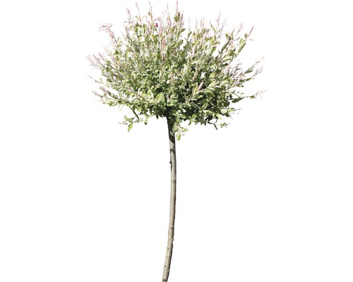 Osier éclaboussé de blanc FloraSelf Salix integra 'Hakuro Nishiki' demi-tige 40 cm H 60-100 cm Co 6 L