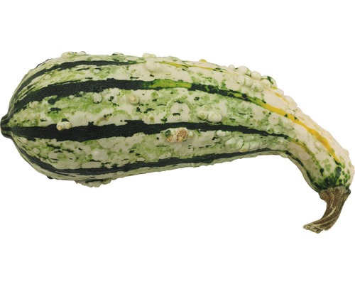 Courge d''ornement décorative