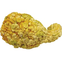 Courge décorative à surface inégale