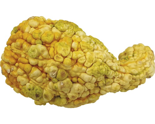 Courge décorative à surface inégale